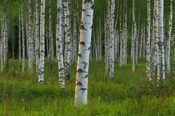 Birch grove is a symbol of Russia