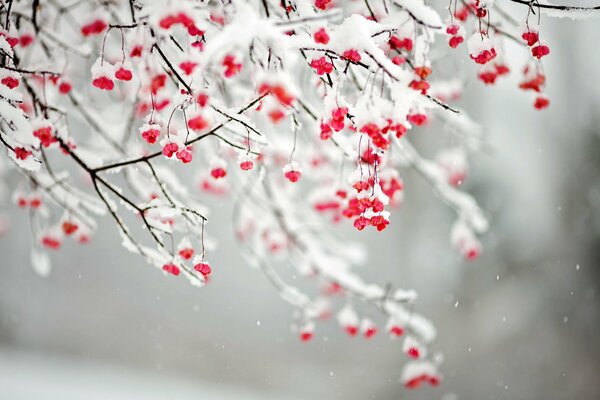 Äste der Eberesche, die mit Schnee bedeckt sind