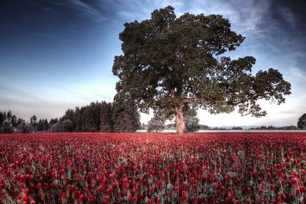 Un campo de tulipanes rojos con un gran árbol