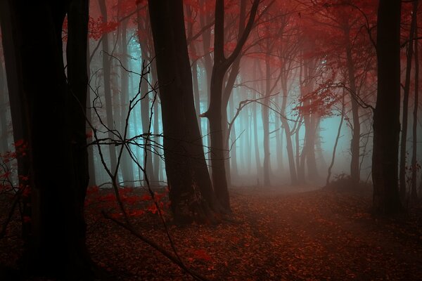 Feuilles d orange sur le sol, arbres enveloppés de brouillard