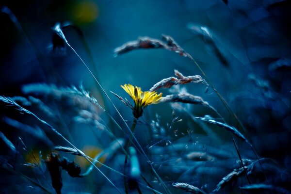 Foto macro di un fiore giallo in una notte di luna