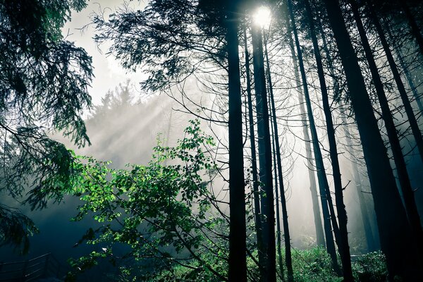 Les rayons du soleil à travers les grands arbres