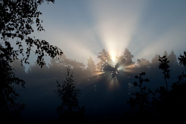 Les rayons du soleil qui traversent les arbres