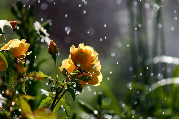 Gelbe Rosen unter Pilzregen