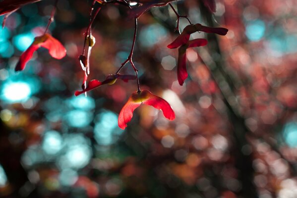 Photos of beautiful nature, blurring and glare