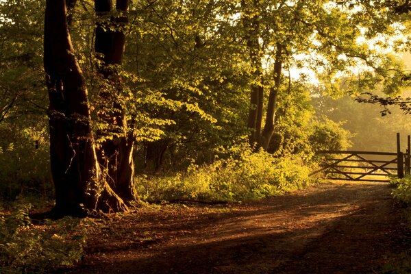 Frontera del camino del bosque Verde