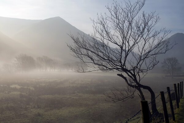 Morning fog. A tree by the fence