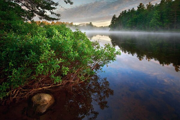 Es ist ein nebliger Morgen. Fluss im Wald