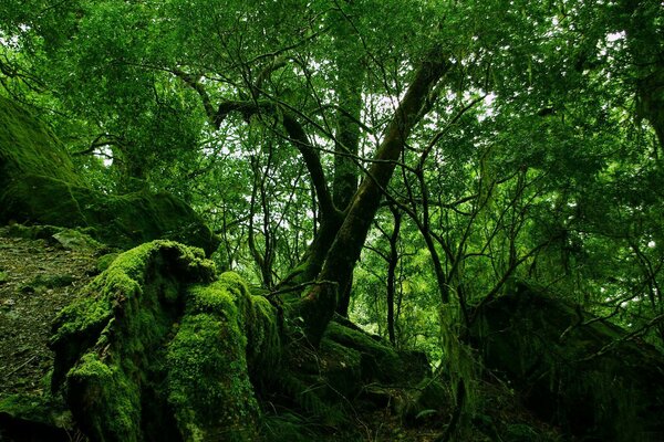 Terapia de arte. Naturaleza. Apaciguamiento