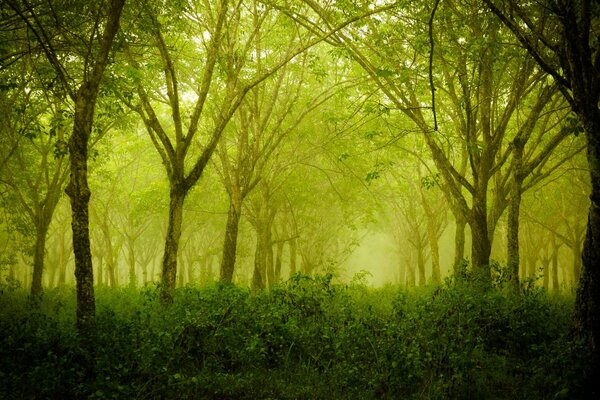 Foresta verdeggiante mattina d estate