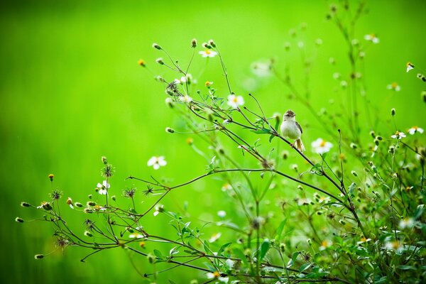 Un oiseau sur une branche. Belles fleurs d été