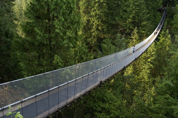 Pont suspendu dans la forêt de conifères