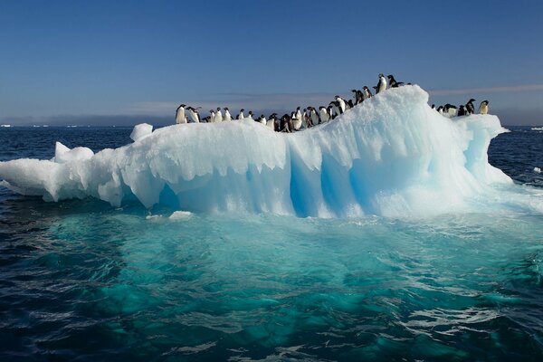 Antarctic penguins on an ice block