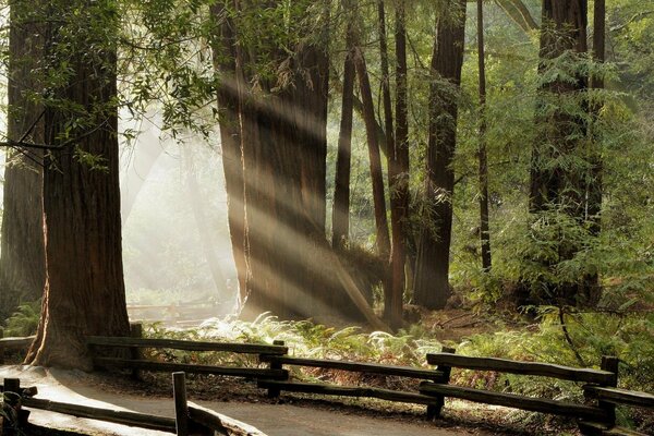 Les rayons du soleil à travers les arbres