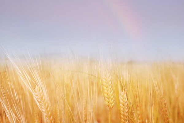 Golden wheat earns in the field