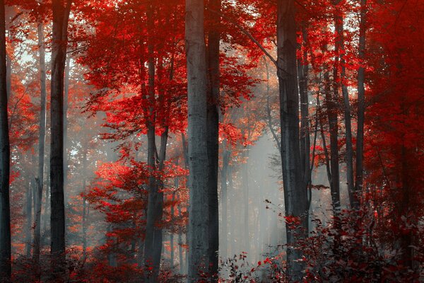 Bright landscape of the autumn forest