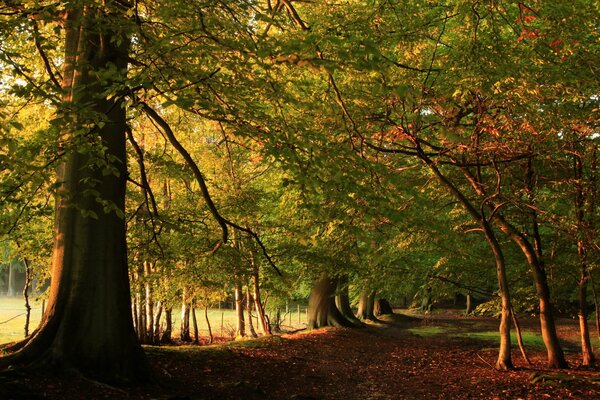 The road in the autumn dense forest