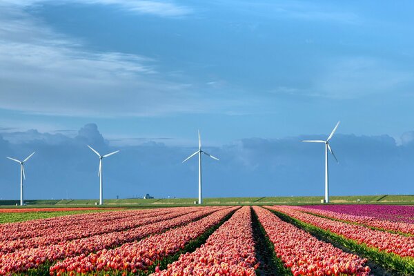 Un enorme campo con tulipani e mulini a vento