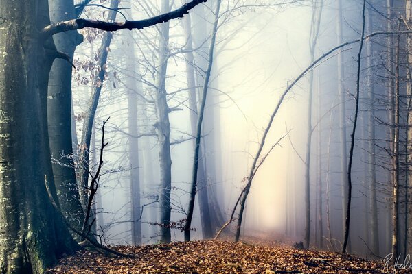 Autumn forest in thick fog