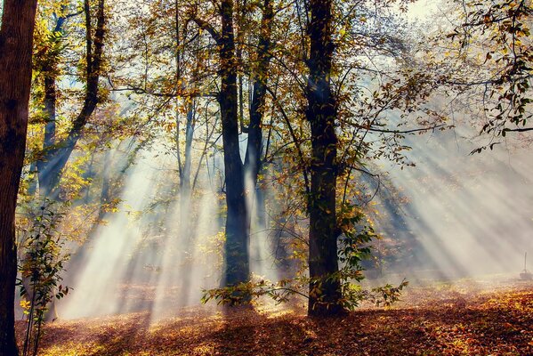 Rayos a través del bosque de otoño marrón