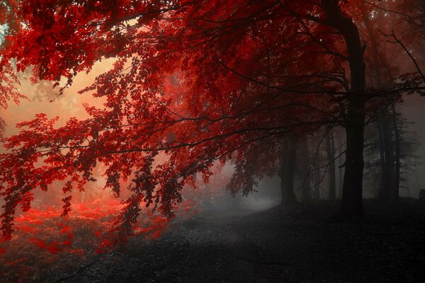 Red tree leaves in autumn