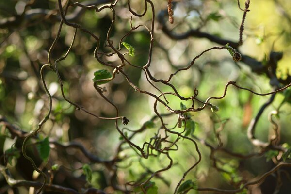 Curve rampicanti, riprese macro