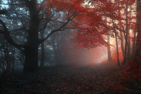 A gloomy forest with a red accent in the distance