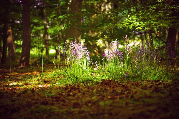 Schöne Blumen im Wald bei Sonnenschein