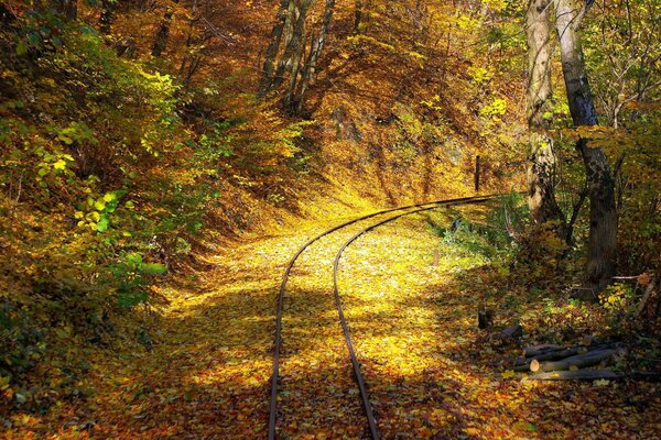 Rotaie ferroviarie nella foresta autunnale