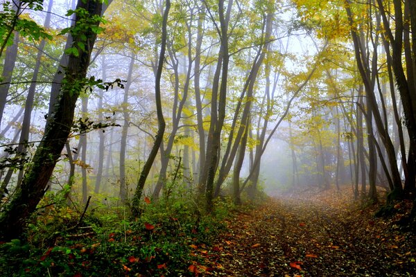 Ein mysteriöser Wald aus krummen Bäumen