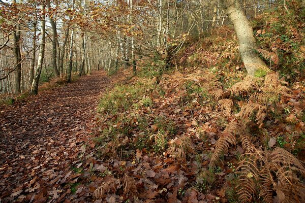 A leaf-strewn slope in yellowing grass and trees