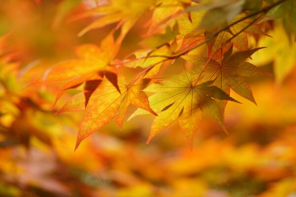 Herbstliche Laubaufnahme für Stimmung