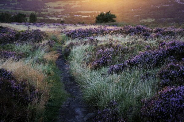 A beautiful path among a meadow of flowers