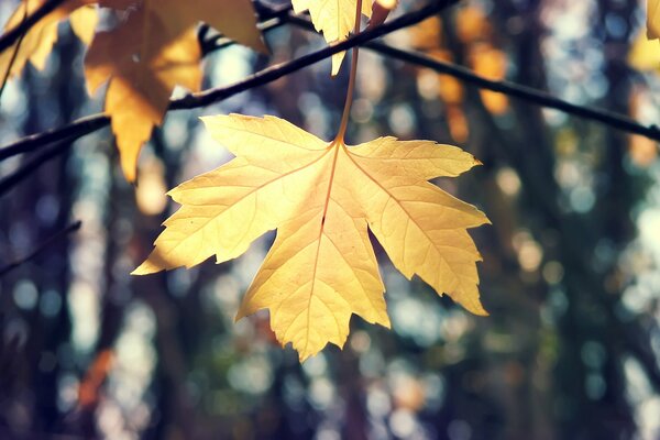 Feuille d érable d automne sur une branche