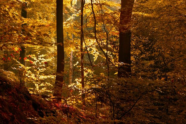 Sonnenstrahl im Herbstwald