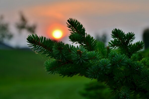 Foresta di conifere al tramonto bokeh