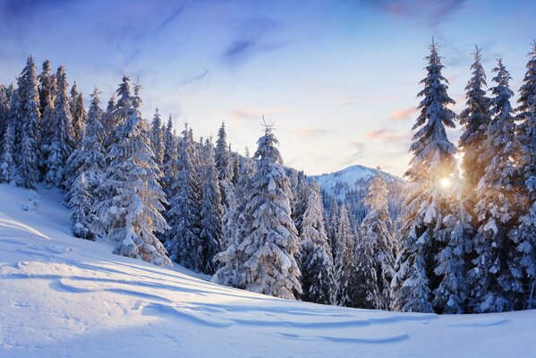 Abetos cubiertos de nieve en el bosque en la montaña