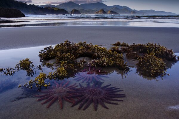 Étoiles du soleil sur la plage dans la mer