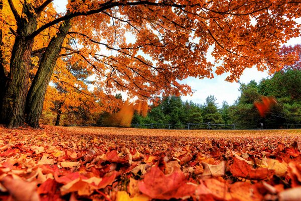 Red leaves fall from trees