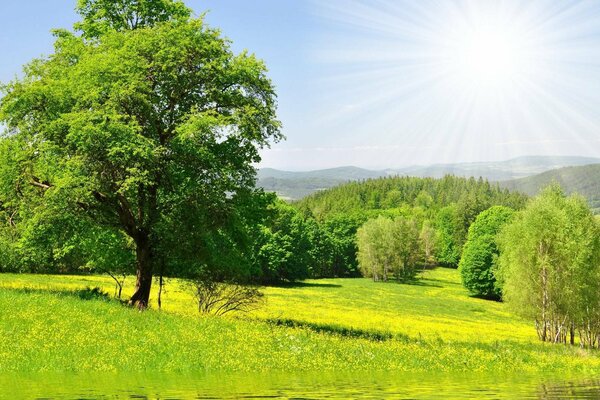 Green colors of summer in the forest