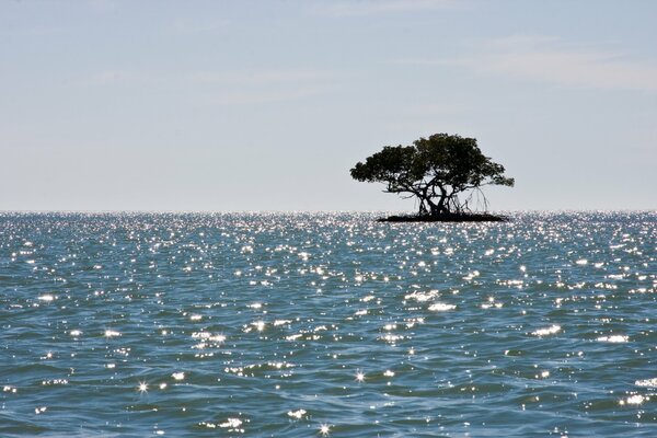 Mangrovenbaum auf einer Insel im Meer