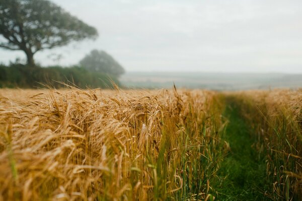 A tree and ears of corn in a field against the sky