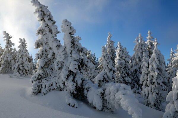 A fairy tale in the winter forest