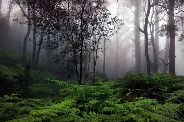 Fog in the forest and ferns below