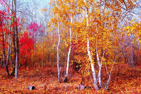 Foresta dipinta in autunno cremisi