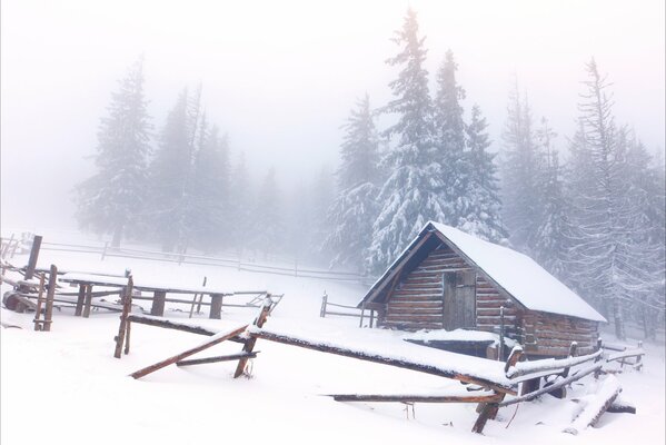 A hut in a snowy spruce forest