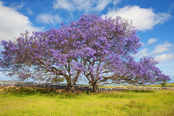 Rozłożyste drzewo Jacaranda na tle chmur