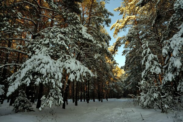 Winter sunny day in the forest