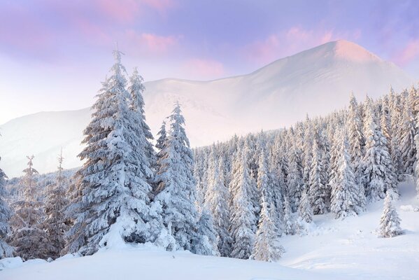 Pineta bianca in inverno