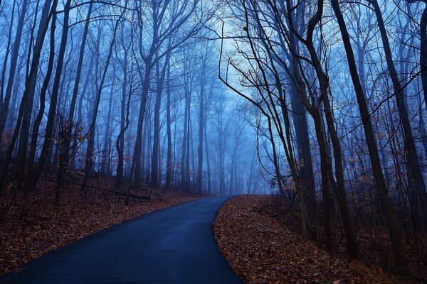 Strada nella foresta nebbiosa blu